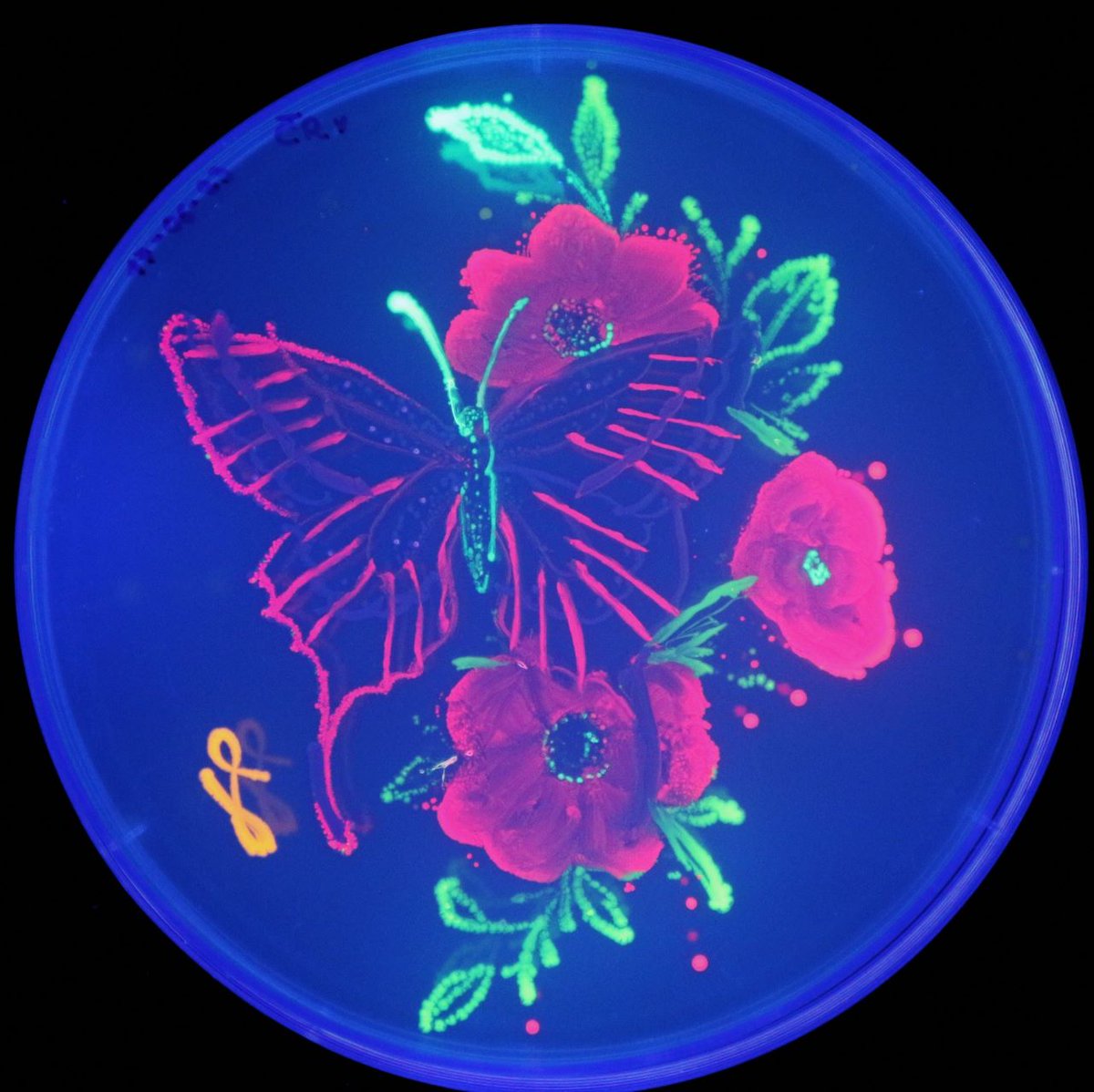 Andrés Yarzábal @microbiotecBM tweet media