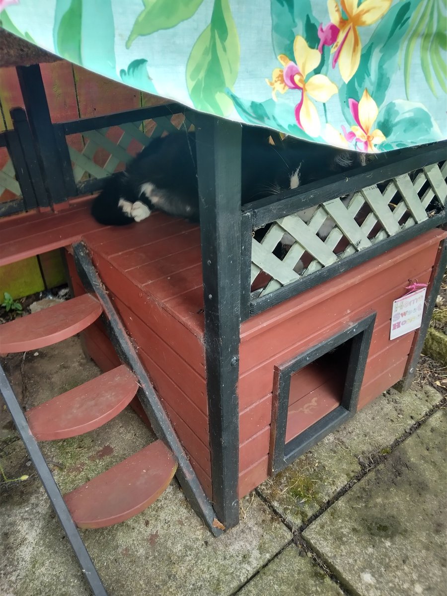 law83692622's tweet image. Too pooped to cat... 😼
#Catbox