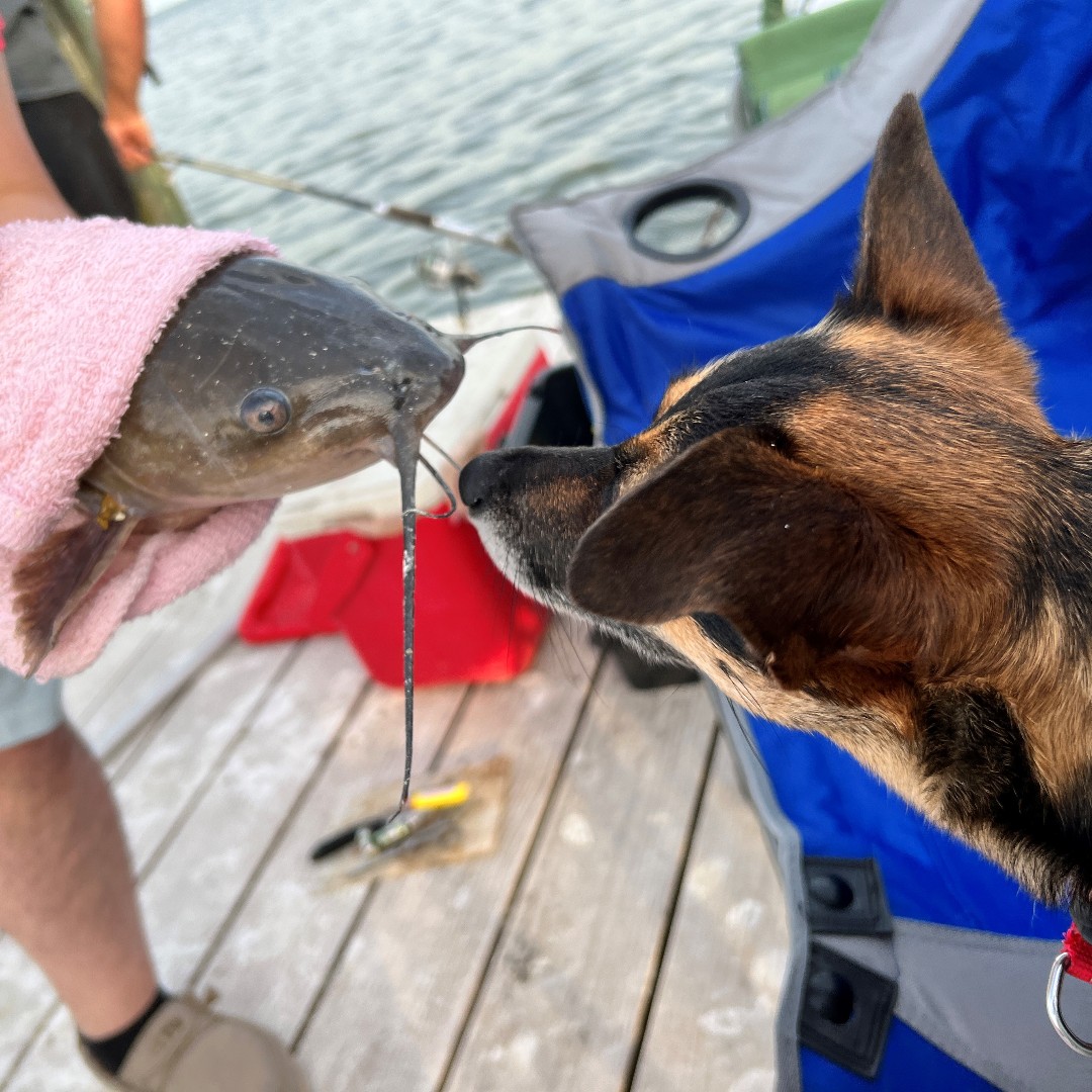 eddiefromsf's tweet photo. Reel in the savings on National Catfish Day with your own Personal Price Plan! π£ #EddieFromSF #Catfish #Nando #DogsOfStateFarm #OfficeDog #JackChi #StateFarm https://t.co/GyS0RRRWtu