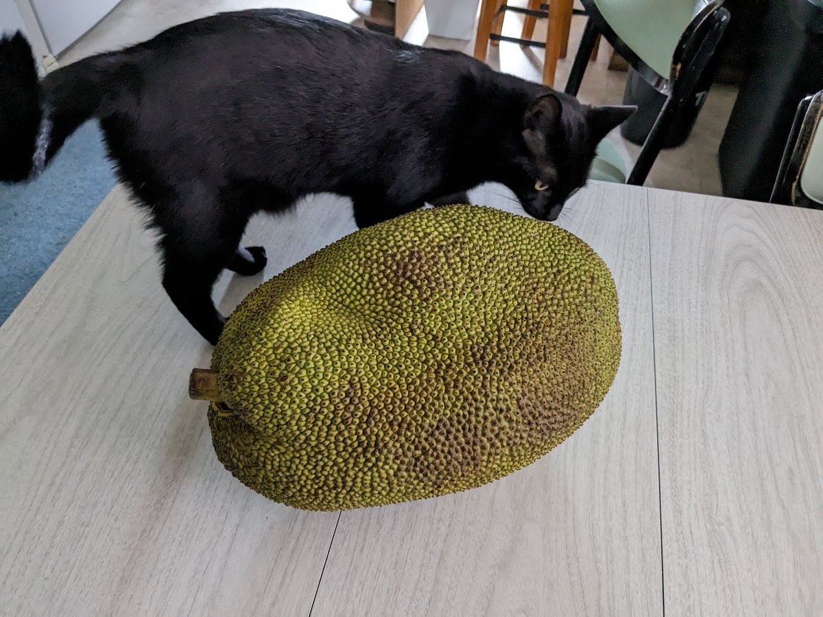 cooperandmaple's tweet photo. @IsobellaPopejo1 @CatFoodBreath We're still trying to figure out what to do with the alien pod fruit. It's been examined fully by all 4 inspectors, who have pronounced it "kinda funky smelling" which means it might be about to hatch 🙀 https://t.co/1gfQRwqP5b