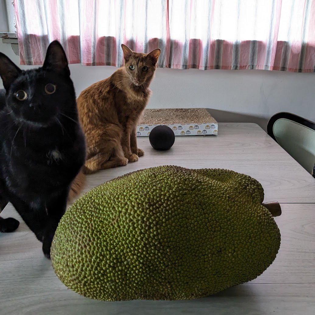 cooperandmaple's tweet photo. @IsobellaPopejo1 @CatFoodBreath We're still trying to figure out what to do with the alien pod fruit. It's been examined fully by all 4 inspectors, who have pronounced it "kinda funky smelling" which means it might be about to hatch 🙀 https://t.co/1gfQRwqP5b