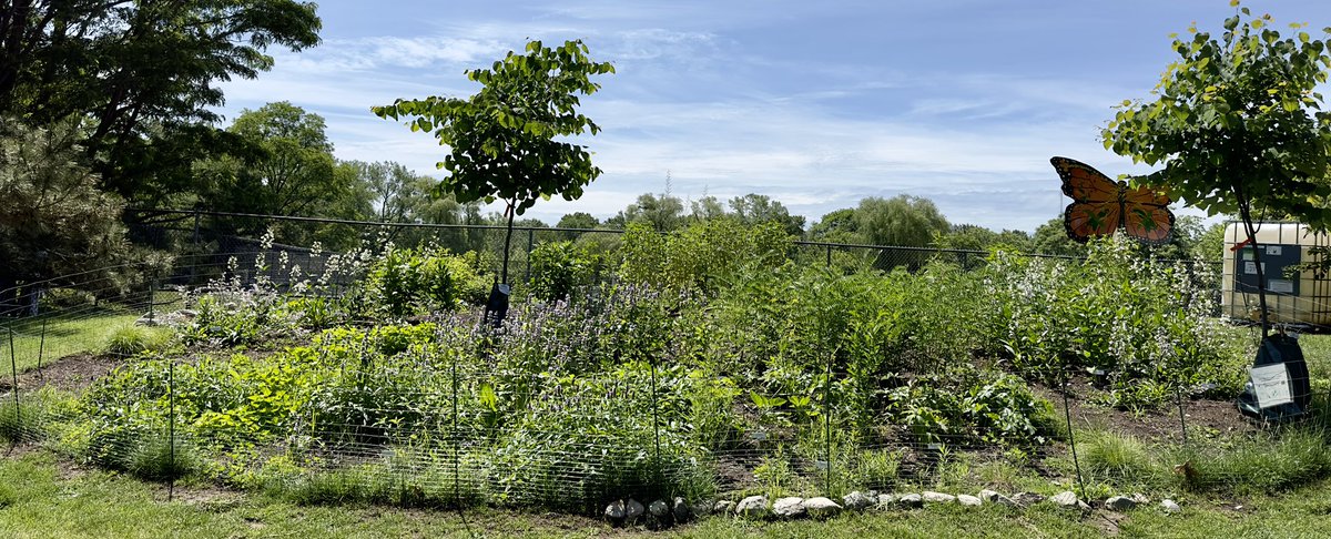 FriendsofColdS1's tweet image. Come join us to celebrate  the ribbon cutting of the Cold Spring Park Pollinator Garden at the Farmers’ Market on this Tuesday, June 27, at 1:30 pm! In bloom: golden alexander, hairy &amp;amp; foxglove beardtongue, hairy &amp;amp; downy woodmint, self-heal, bee balm,  and Carolina rose.