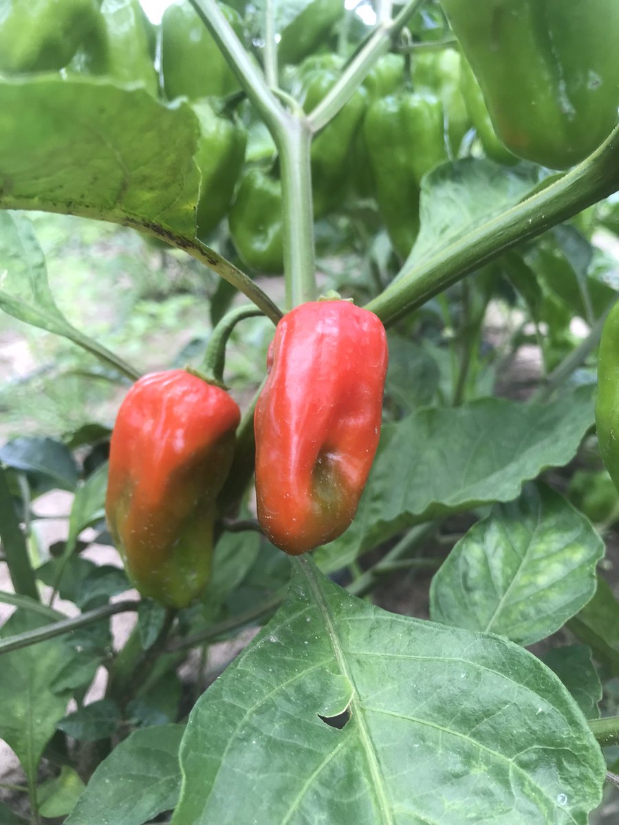 okoreuchenna's tweet photo. Rijkzwaan/Seedforthagro invites you to it’s Vegetable farmers field day  holding in Umuahia, Abia state on 27th June, 2023.
Come and learn modern vegetable farming practices.
#Tomato #pepper #Aubergine #Eggplant #Abia #Owerri #Akwaibom #Anambra #Enugu #Vegetable #Farming https://t.co/7JFyXqZ4Ki