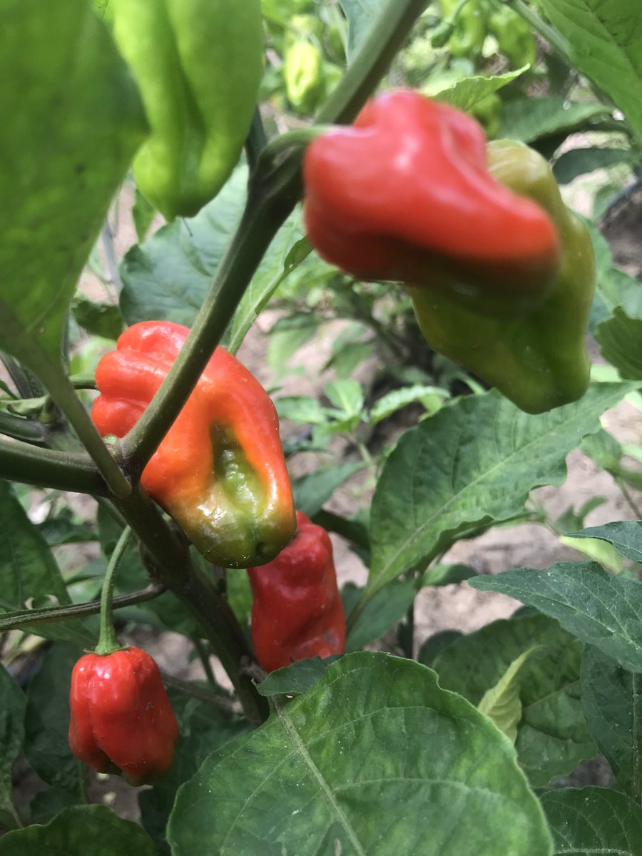 okoreuchenna's tweet photo. Rijkzwaan/Seedforthagro invites you to it’s Vegetable farmers field day  holding in Umuahia, Abia state on 27th June, 2023.
Come and learn modern vegetable farming practices.
#Tomato #pepper #Aubergine #Eggplant #Abia #Owerri #Akwaibom #Anambra #Enugu #Vegetable #Farming https://t.co/7JFyXqZ4Ki