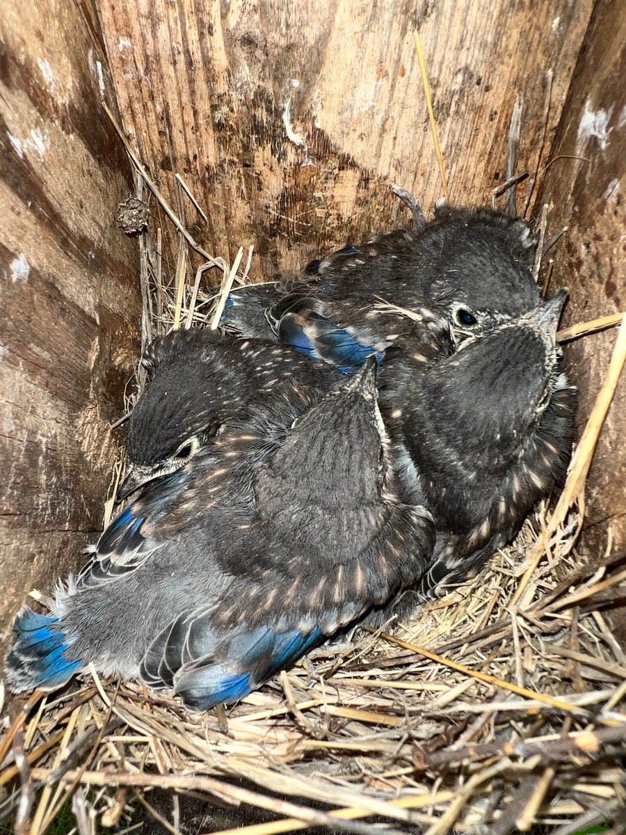 Sarah Knutie tweet media