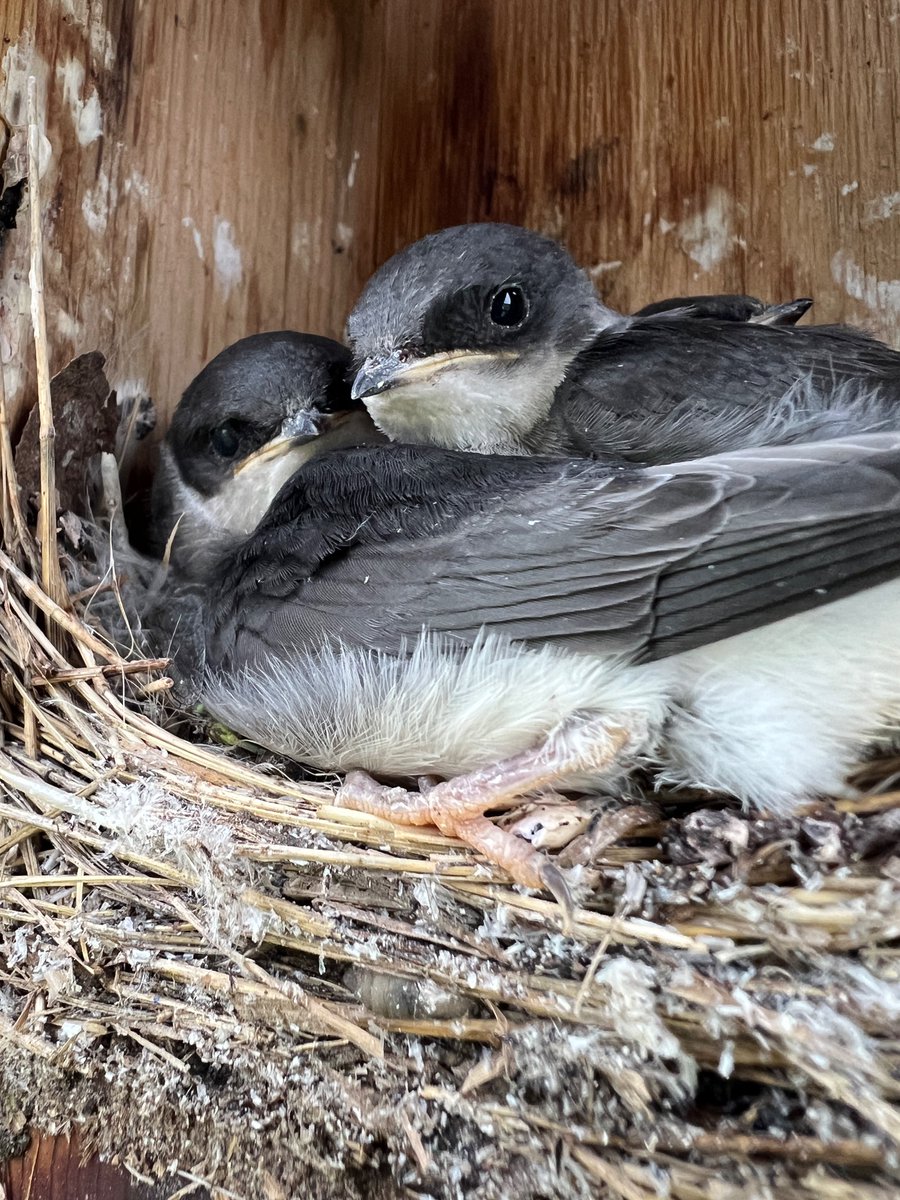 Sarah Knutie tweet media