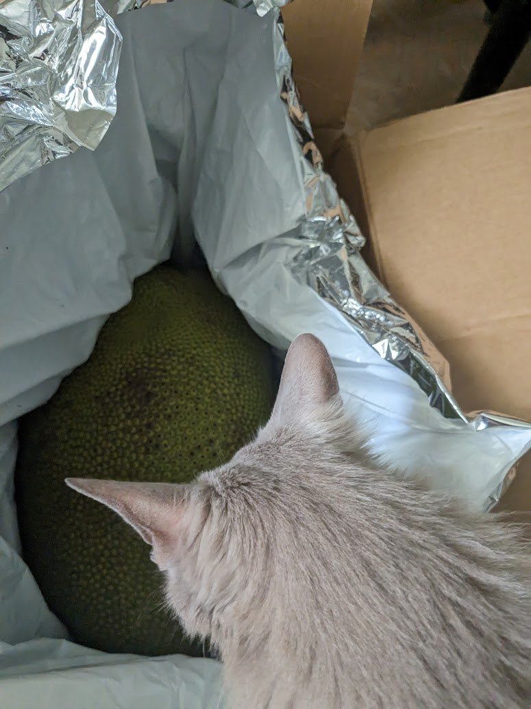 cooperandmaple's tweet photo. @IsobellaPopejo1 @CatFoodBreath We're still trying to figure out what to do with the alien pod fruit. It's been examined fully by all 4 inspectors, who have pronounced it "kinda funky smelling" which means it might be about to hatch 🙀 https://t.co/1gfQRwqP5b
