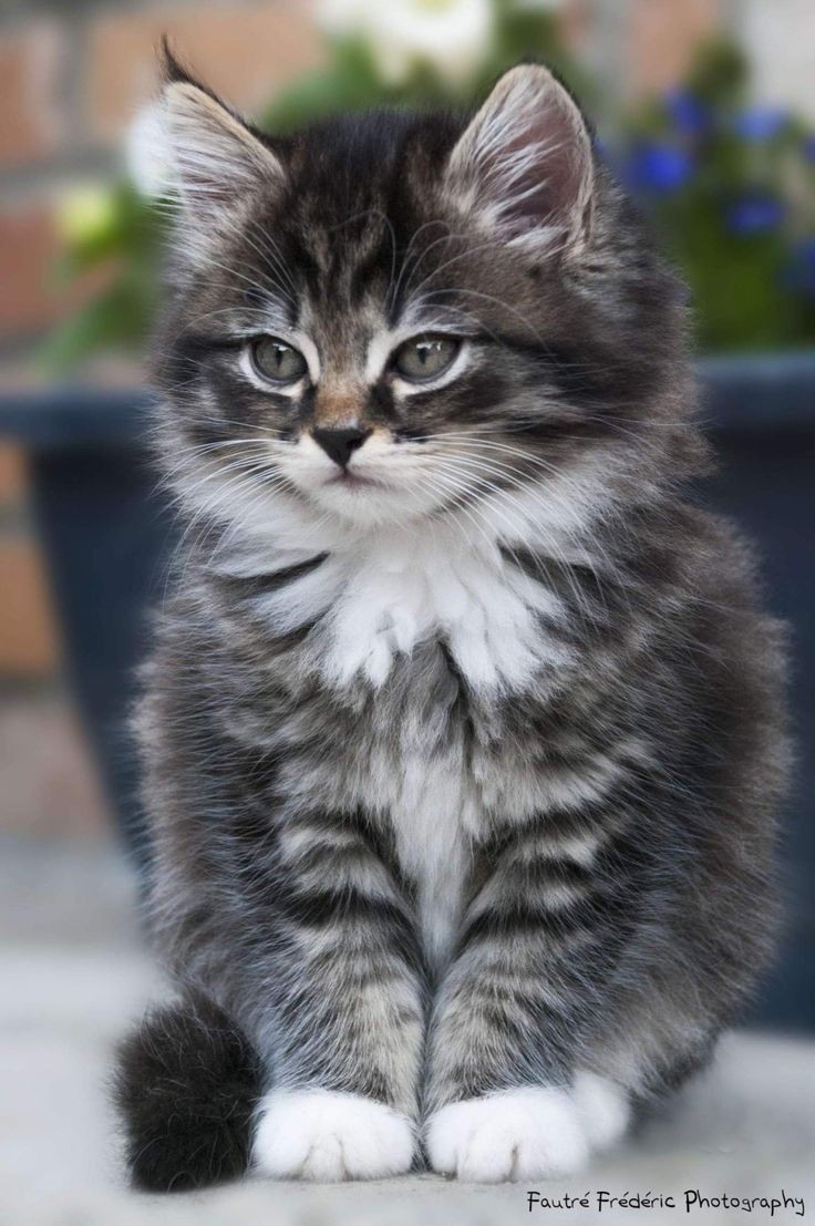 CutieBabyNelly's tweet image. Le meılleur αnımαl :