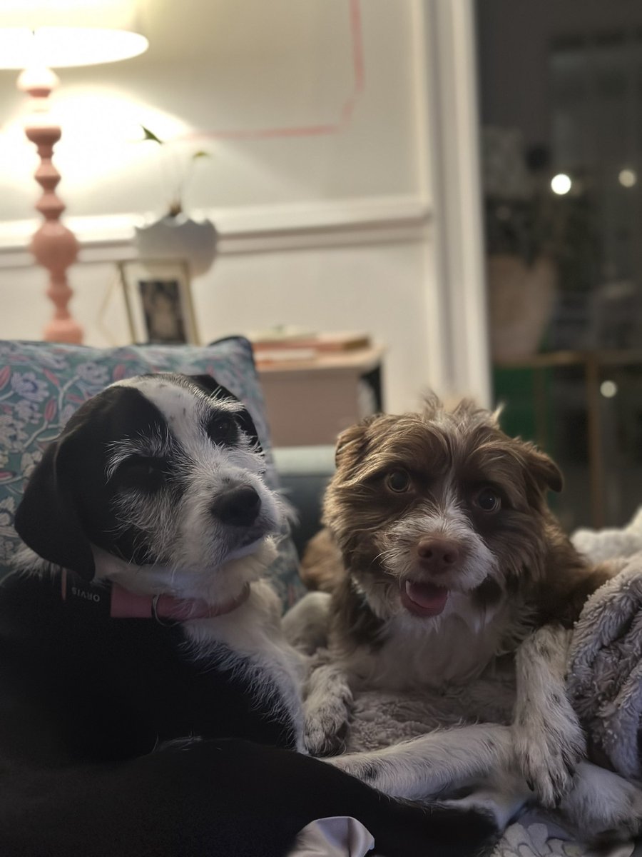 Joseph Papa (he/him) tweet media