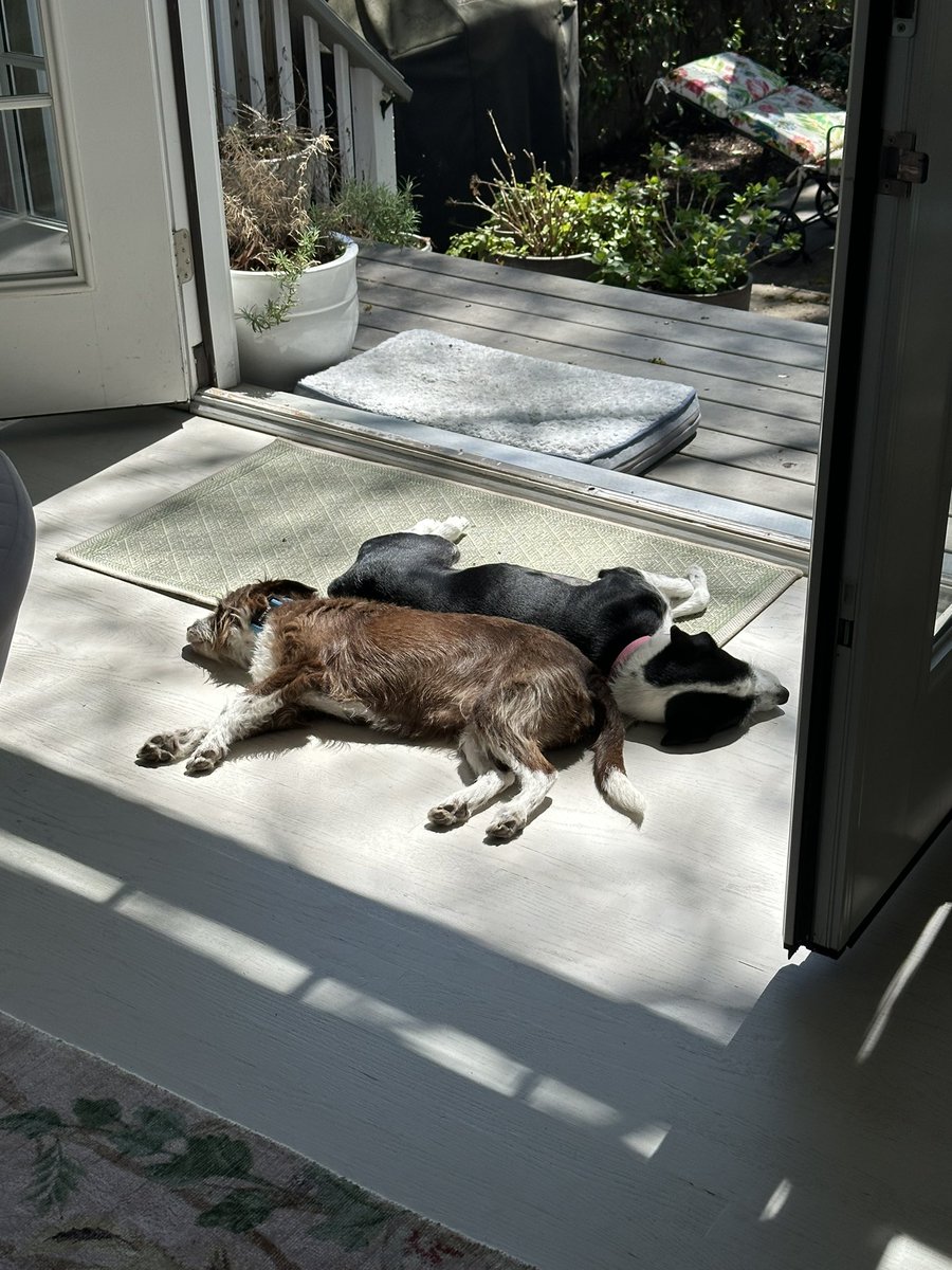 Joseph Papa (he/him) tweet media