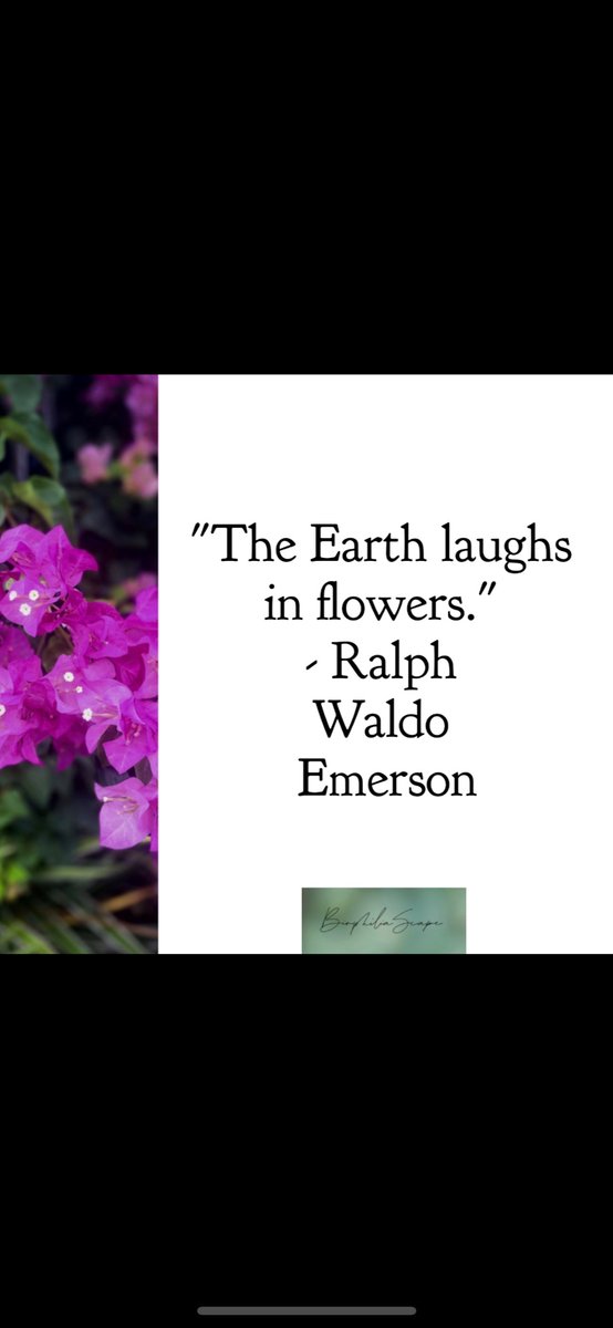 “The earth laughs in flowers”-Ralph Waldo Emerson

#plant decor #plantstyling #plantinterior #plantshelfie #plantcorner #plantlady #plantaddict #plantobsession #jungalowstyle #urbanjunglef