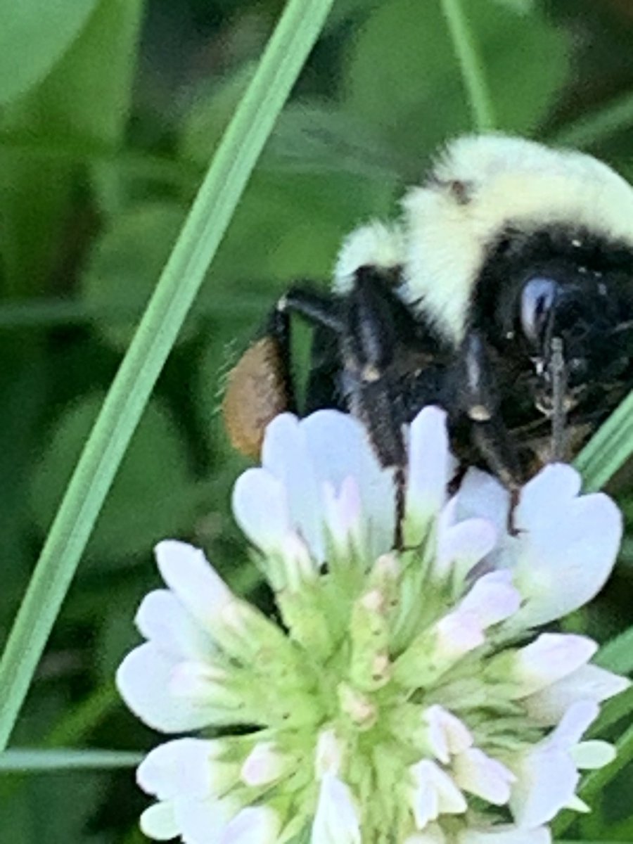 ShennenBersani's tweet photo. π Look at the pollen baskets on her! #pollinationweek #pollinatorweek #bees πππ https://t.co/wPtBGBeISa