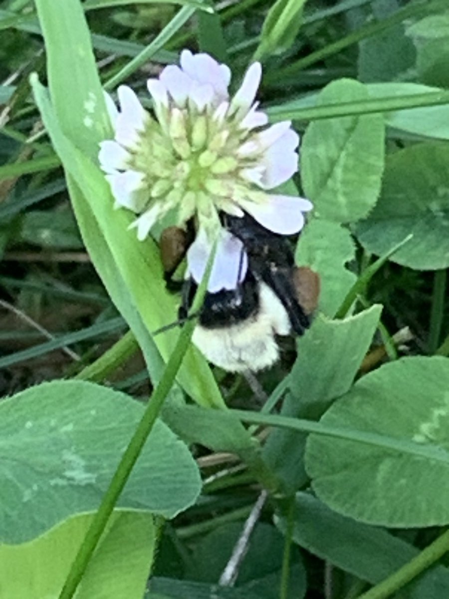 ShennenBersani's tweet photo. π Look at the pollen baskets on her! #pollinationweek #pollinatorweek #bees πππ https://t.co/wPtBGBeISa