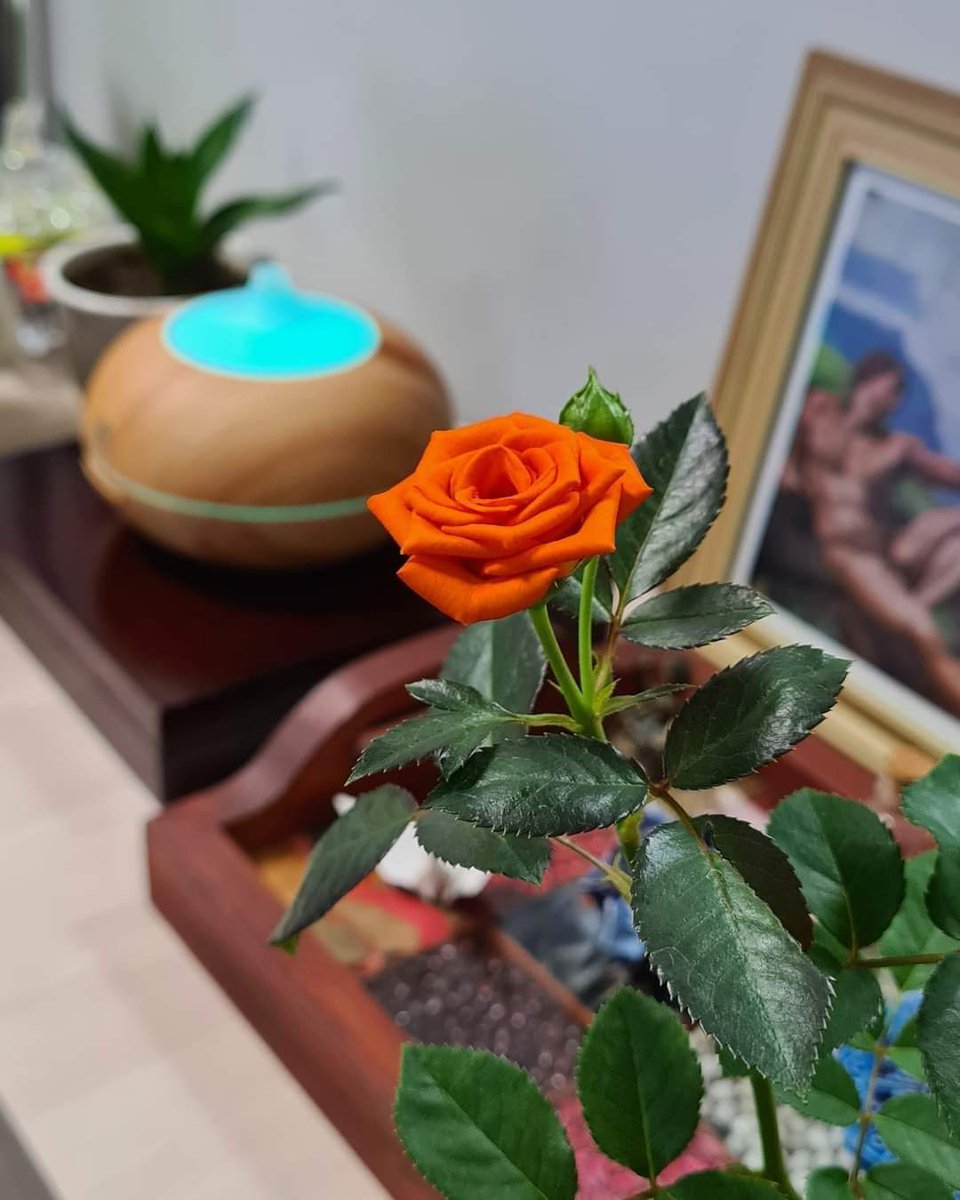 FernandoSLeitao's tweet photo. Aquele que se apaixona pela rosa, sofrerá ao vê-la murchar. Mas aquele que se enamora da Beleza em si, encontra nela um vislumbre da Eternidade.
#boraprodia #reflexión
#filosofia https://t.co/zZnSvd19fS