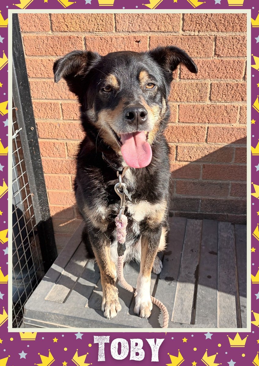 OakwoodRescue's tweet photo. Toby would like you to retweet him so the people who are searching for their perfect match might just find him 💚🙏 https://t.co/75eERcMX47 
#teamzay #dogsoftwitter #rescue #rehomehour #adoptdontshop #k9hour #rescuedog #adoptable #dog https://t.co/xToK0XvyIr