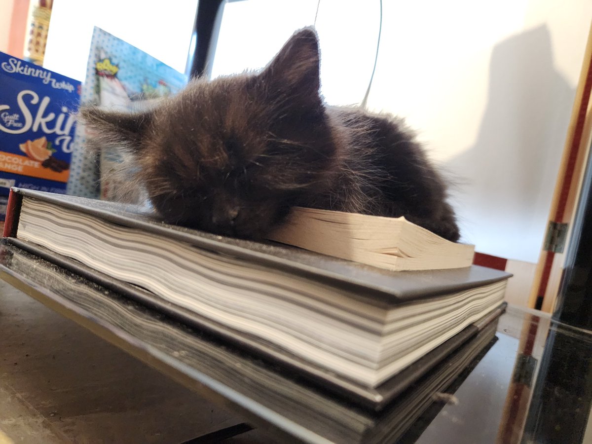 jbwb2020's tweet photo. #Felines
Introducing the newest member of the House of Benjamin, #Yasuke.
She's already sleeping atop a bed of #KillingEve and the #MatrixComics. https://t.co/b24jufjKUp