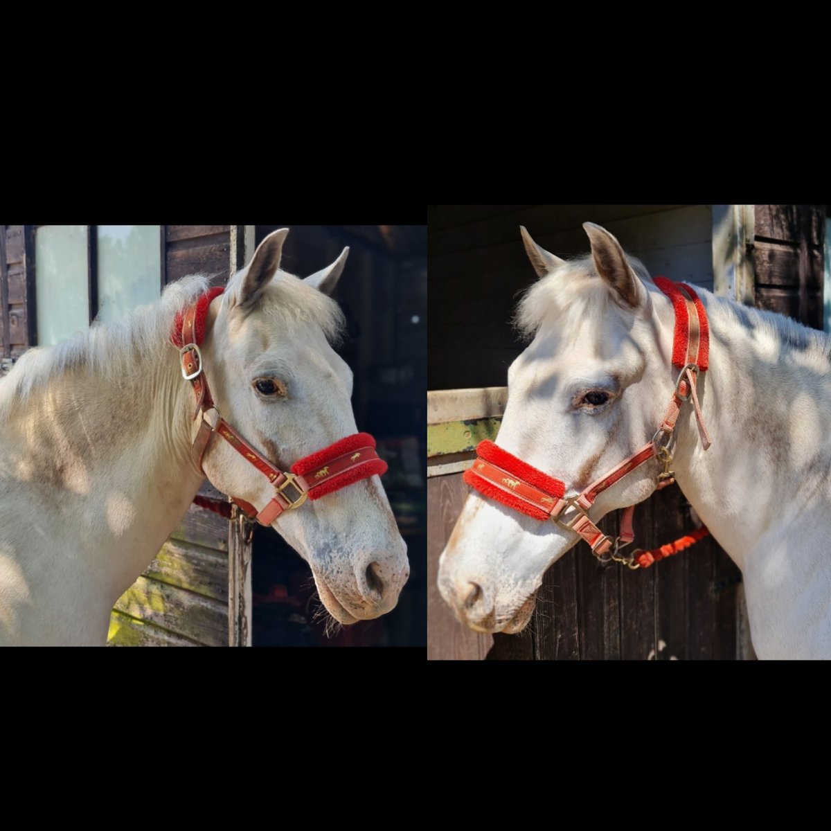 Every year I ask myself whether I should chop his mane off or not!!! But it falls out anyway so I chopped it!!! Appaloosa X Norwegian Fjord mix problems 😆 #smartpony #norwegianfjordcross  #appaloosacross #veteranpony #horse #pony #equestrianlife #horserider #horsemanship