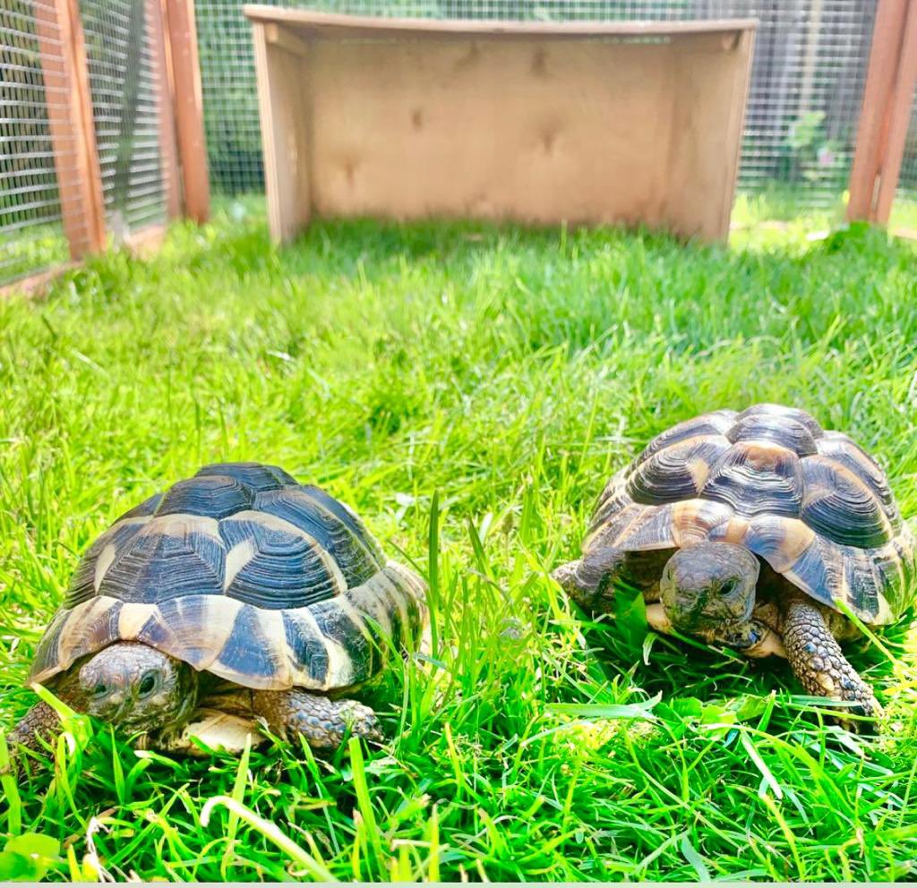 Pics of our latest little guests on staycation at My Pet Boarding Hotel !

#tortoise #rabbits #rabbitsofinstagram #birds #birdsofinstagram #petlovers #petboarding #smallpetboardingkent #petsitter