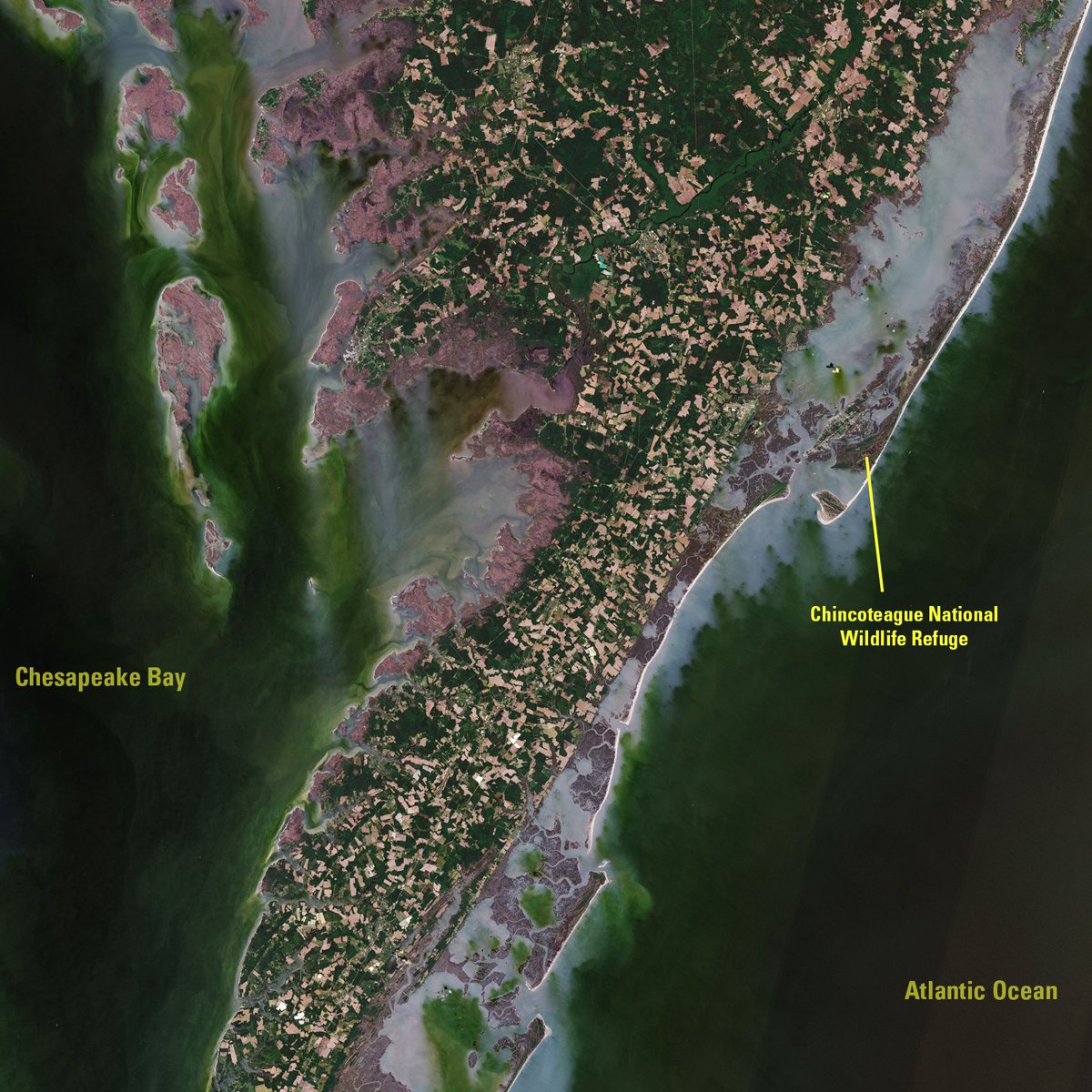 USGSLandsat's tweet photo. Storms devastate coastlines. Virginia has seen three significant hurricanes since 2012, with barrier islands &amp; coastal wetlands seeing the most damage. Scientists track impacted areas using #Landsat data.  

Download the Virginia Fact Sheet to learn more https://t.co/SgmUaapVgL. https://t.co/XOUwCaOtaR