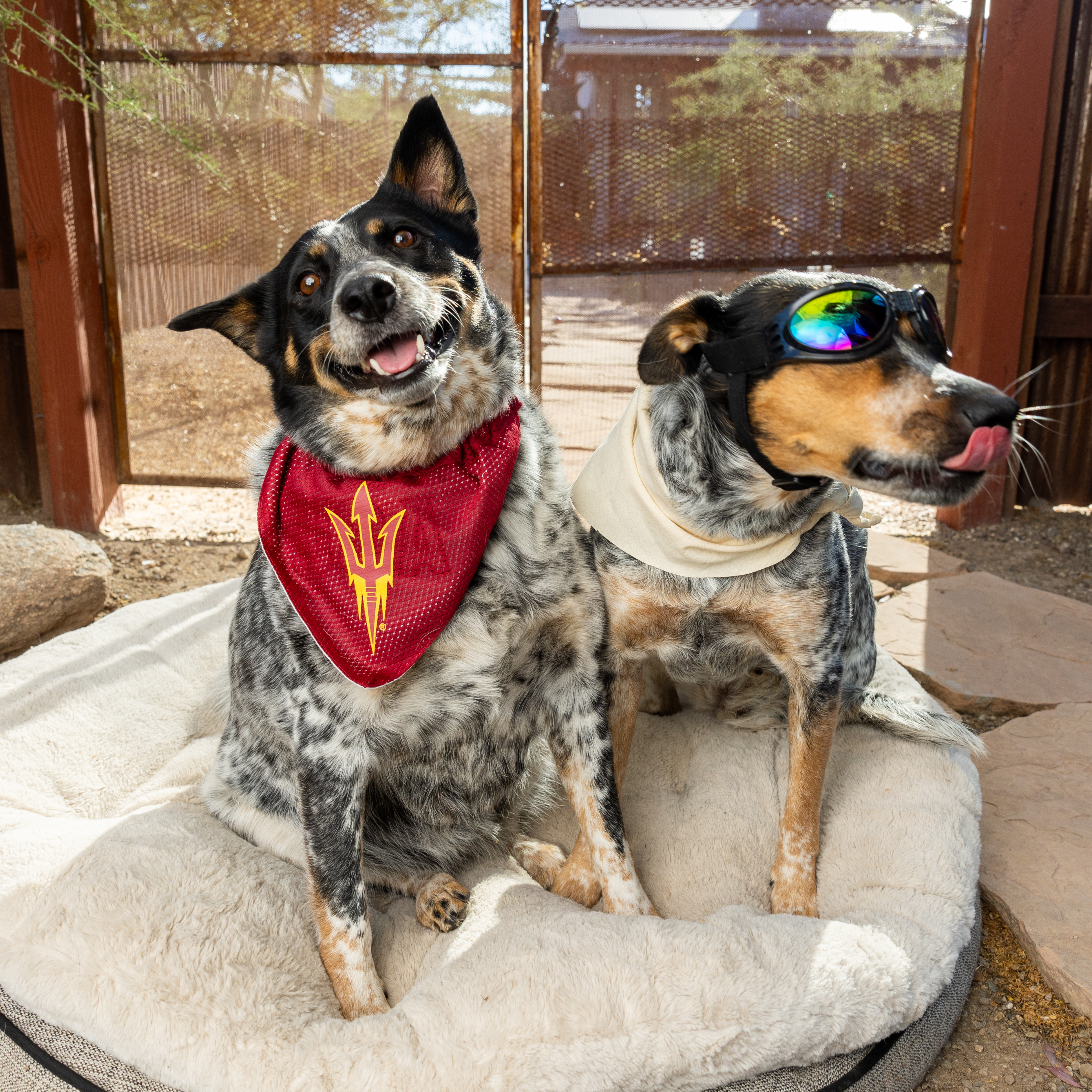 Asu dog bandana 2025