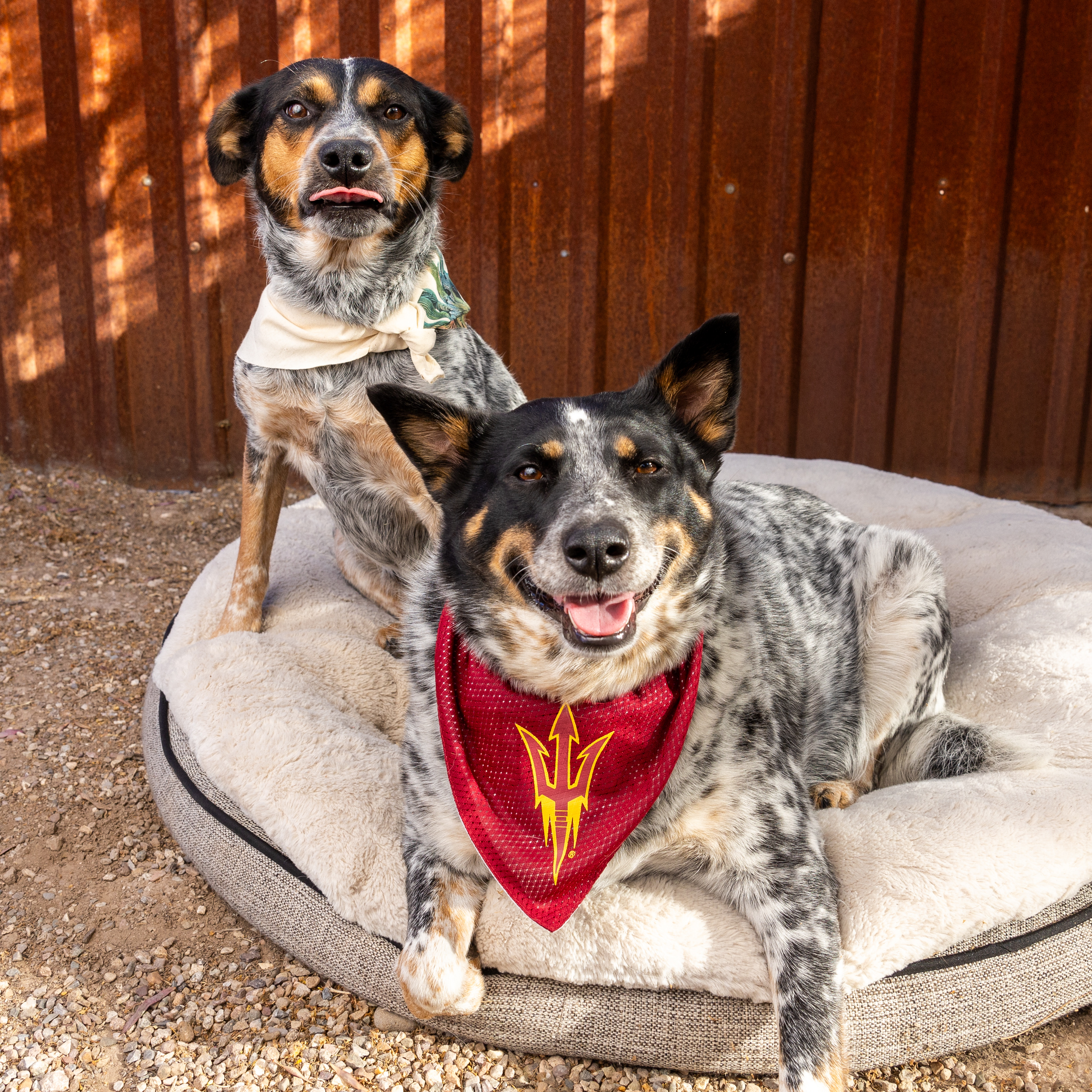 Asu top dog bandana