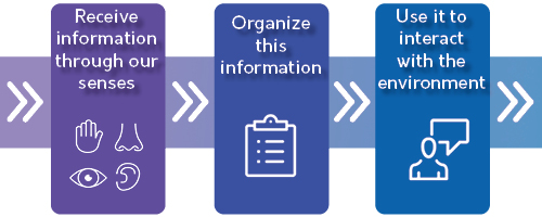PathwaysOrg's tweet image. What does the sensory integration process look like? More info here: ow.ly/LVYM50OR1NY
#sensoryskills #sensory #sensoryintegration #occupationaltherapy