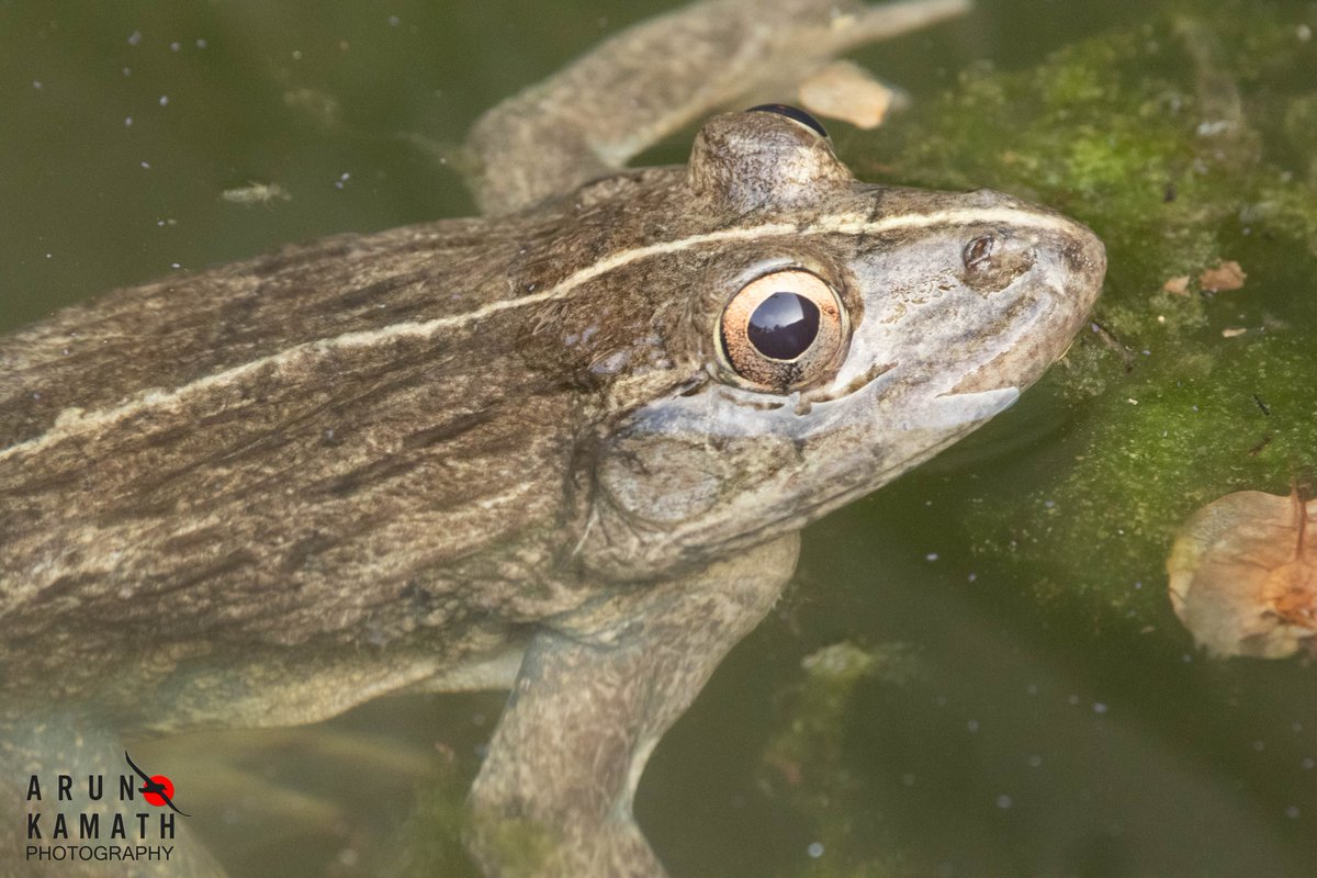 The Bull frog from aravallis announcing monsoon here in Gurgaon #IndiAves #BirdsSeenIn2023 #dailypic #TwitterNaturePhoto #ThePhotoHour #nature #BBCWildlifePOTD #natgeoindia @Saket_Badola @vivek4wild @ParveenKaswan @Avibase