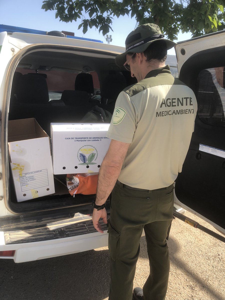 Gracias a los <a href="/AAMM_And/">Agentes Medio Ambiente de Andalucía</a>, 112 y CREA,por atender nuestra llamada y su rápida actuación para intentar recuperar a este precioso ejemplar de Mochuelo que encontramos herido esta mañana en el mapa de la prueba de hoy

Todos disfrutamos de la Naturaleza, todos nos ayudamos
<a href="/fedo_org/">FEDO</a>