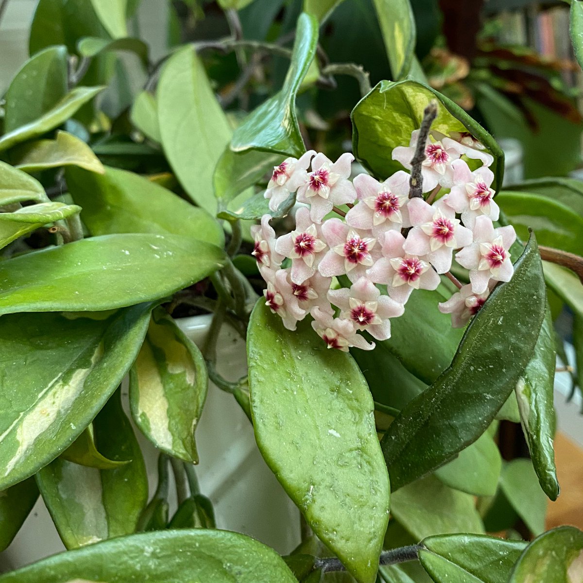 It is a blooming Hoya wonderland in the conservatory. Today’s flower is on a Hoya Exotica. #HouseplantLover #TwitterGardeners