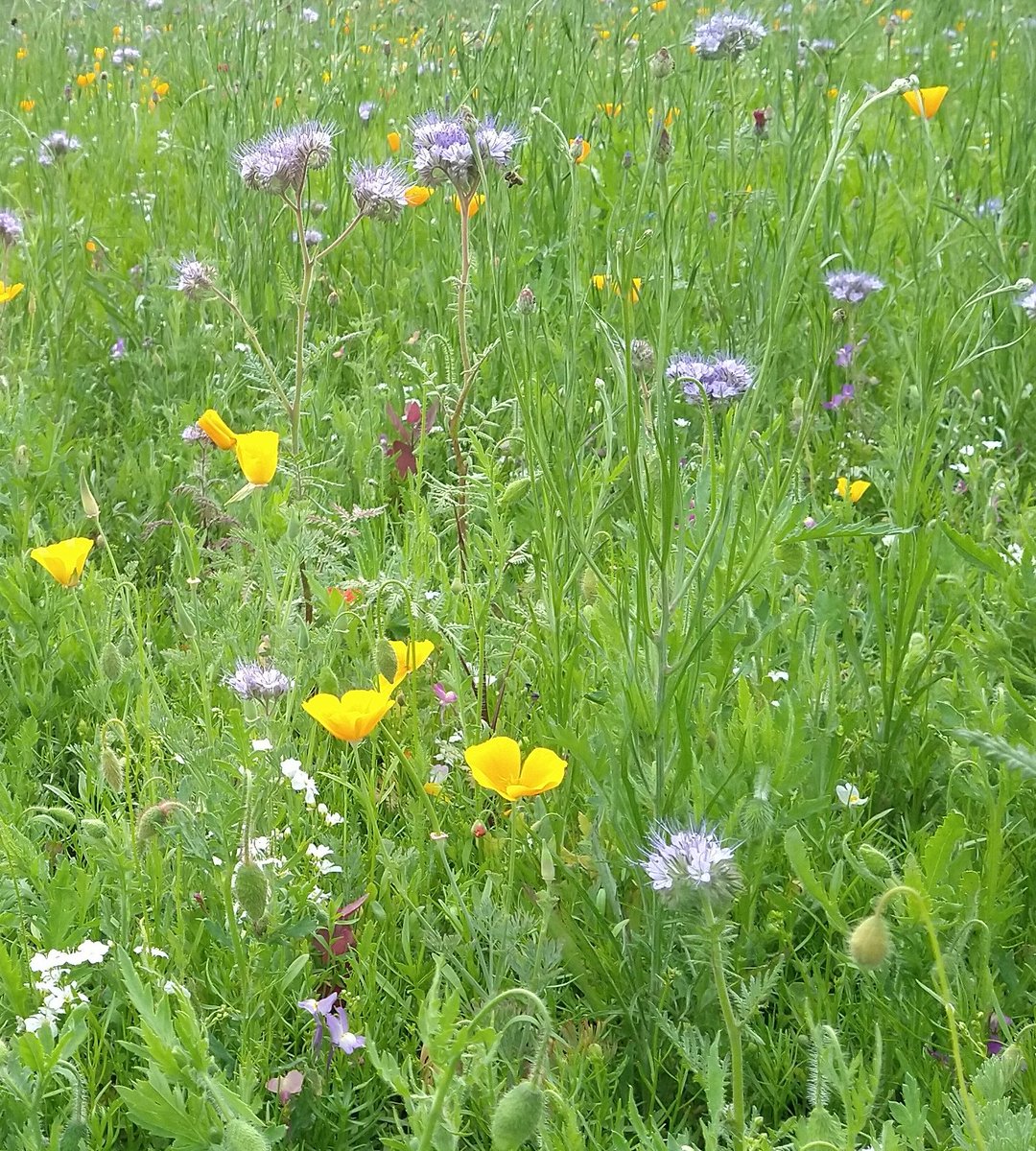 @shypixie76 #wildflower @NTClumberPark photo doesn't give it justice! #FlowerHunting #AdventureTime well worth @VisitNotts