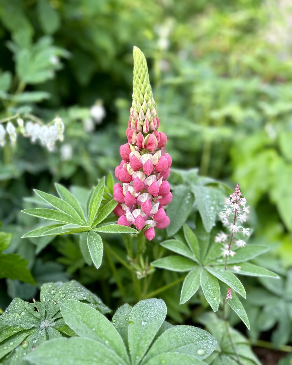 Looking as beautiful as her namesake 🩷 Lupin 'Rachel de Thame'🤍🌸#Flowers #Gardening #FlowerHunting