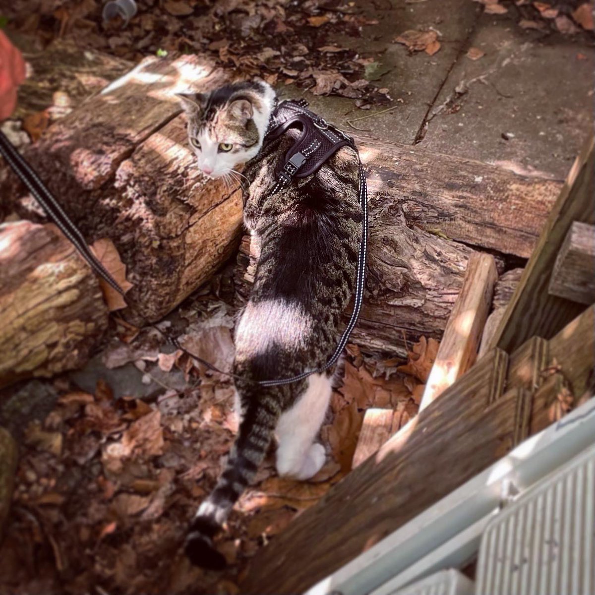 carlagannis's tweet photo. Boschie the Bushwick Cat took an excursion in nature today, exploring his community garden 🌳 🌺 🐠 🌸 ☀️😻#catsofnature #catsofbrooklyn https://t.co/uSeOJ5M5SO