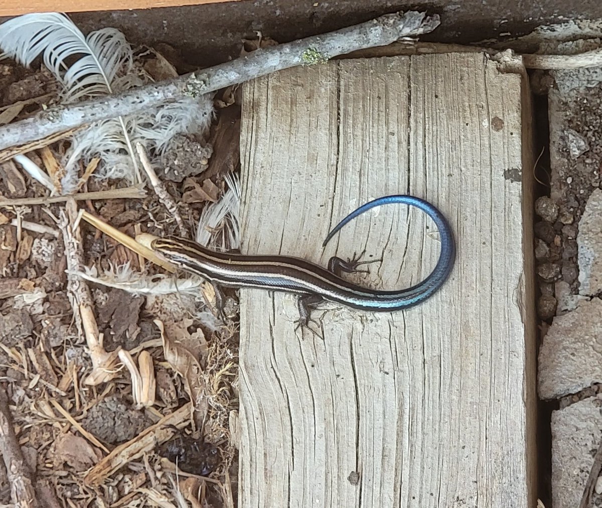 Scruffy the turtle brought a shy friend to lunch today. This is a large, mature, blue-tail skink lizard. 
The tail is electric blue.
It is eating a grub.