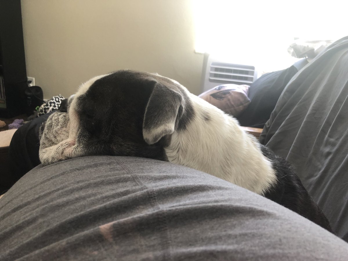 BogartBulldog's tweet photo. Happy Sunday! Snuggles with Mom.

#BulldogLife #DogsOfTwitter https://t.co/gonXu3CiEO