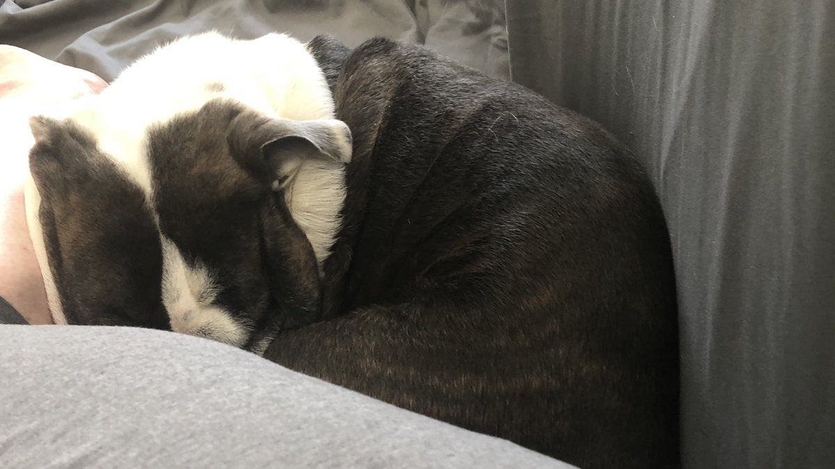 Happy Sunday! Snuggles with Mom.

#BulldogLife #DogsOfTwitter