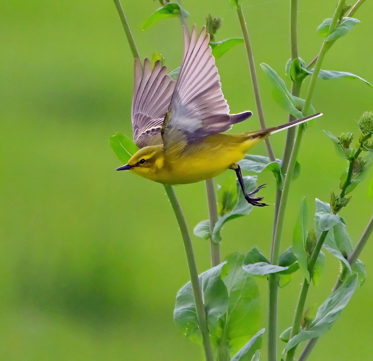 A beautiful Yellow Wagtail on the Somerset Levels. 😍🐦