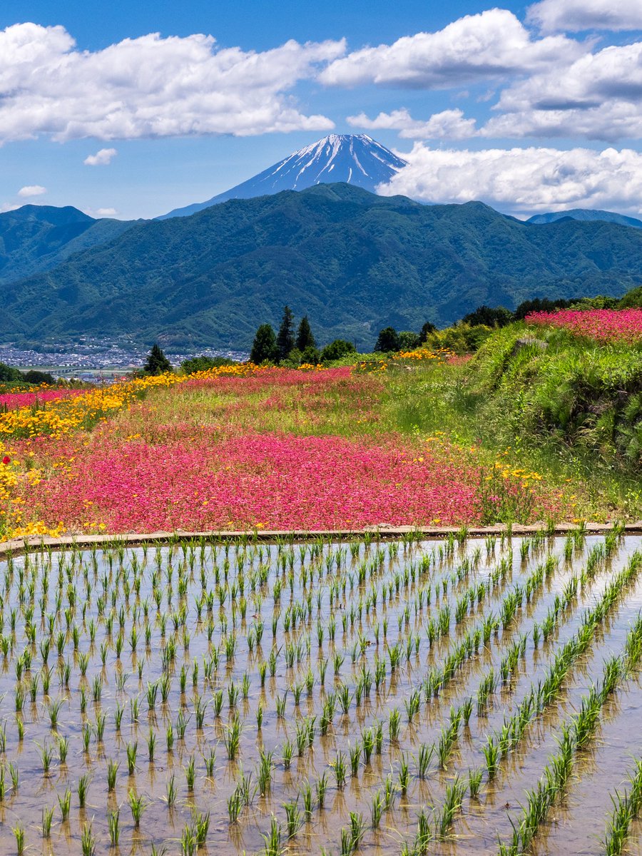 初夏の棚田から

南アルプス市にて以前撮影

#富士山 #棚田