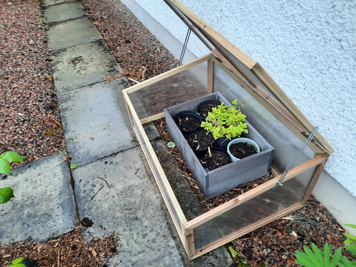 KHD_2017's tweet image. New birthday #coldframe completed (with only 1 splinter (ouch), and 2 or 3 rude words uttered in construction) and placed out in the garden. It rained heavily all afternoon, so I haven't yet decided what plants / seeds to place in it yet. Hours of garden planning ahead 🤞🤞🌼🌻🌷