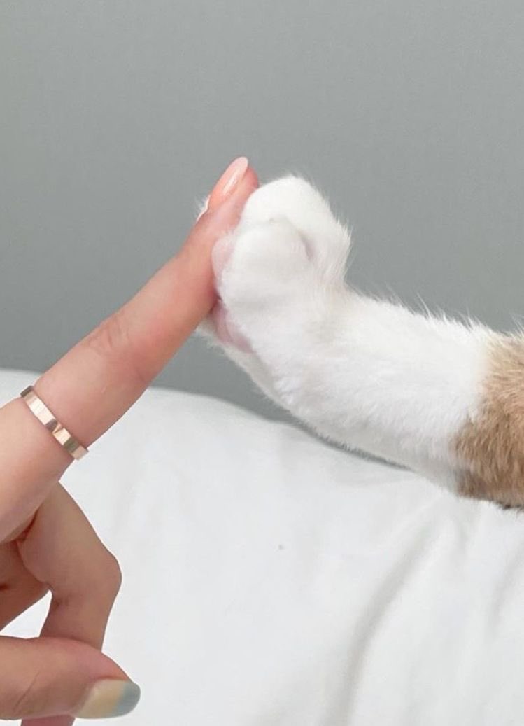 WeAssessCats's tweet photo. https://t.co/Z44hcaKh1v