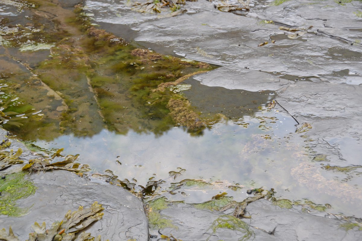 drsimonmartin's tweet photo. Polarisation can seem like magic sometimes. With/without pictures of a rock pool at Sandsend earlier today https://t.co/ihKKohTbQH