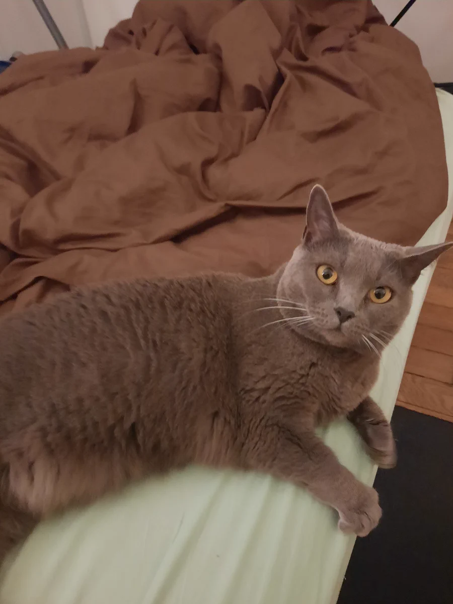 「お前んちの猫、ちゃんと世話しろ！」という隣人からの怒りの手紙。私はあなたの猫に困っていたのだが…じゃあこの猫はどこの猫！？