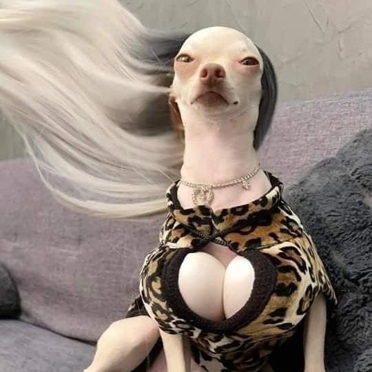MayaraBotelho12's tweet photo. @PortalSelenaBR Vcs criando mil fics quando na verdade a mulher só está prestes a lançar algo novo https://t.co/09R4RwzZ6n