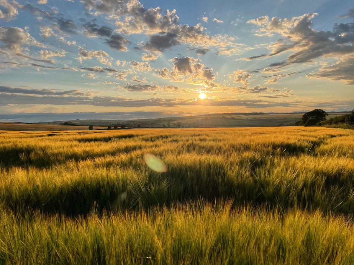 Adam Buxton-Kirk - @abkdigs.bsky.social (@adamk8) on Twitter photo Absolutely stunning light tonight on the Wolds 😍 A great way to walk off Wetwang Fish and Chips 🙂
<a href="/Yorkshire_Wolds/">Yorkshire Wolds</a> <a href="/WeatherWolds/">Yorkshire Wolds Weather</a> <a href="/WoldsWeekly/">Driff Wolds Weekly</a> Absolutely stunning light tonight on the Wolds 😍 A great way to walk off Wetwang Fish and Chips 🙂
<a href="/Yorkshire_Wolds/">Yorkshire Wolds</a> <a href="/WeatherWolds/">Yorkshire Wolds Weather</a> <a href="/WoldsWeekly/">Driff Wolds Weekly</a>
