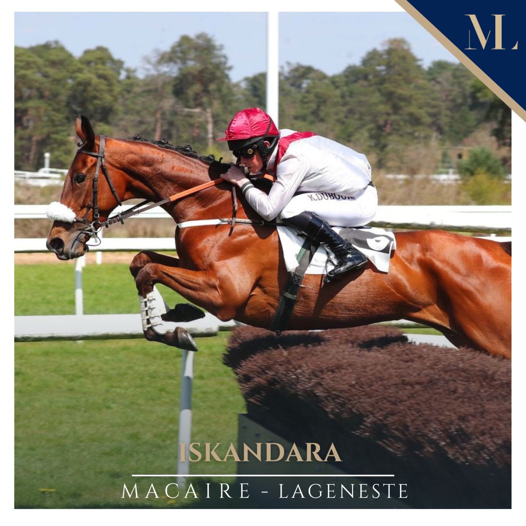 DEUX VICTOIRES POUR L’ECURIE AUJOURD’HUI

💥Born to Be a Queen a répondu présent en s'imposant avec autorité dans le Grand Cross de Lyon.

💥 Sur l’hippodrome de Dax, Iskandara renoue avec la victoire dans le Prix J. et L. Pelletier.

 #EcurieMacaireLageneste