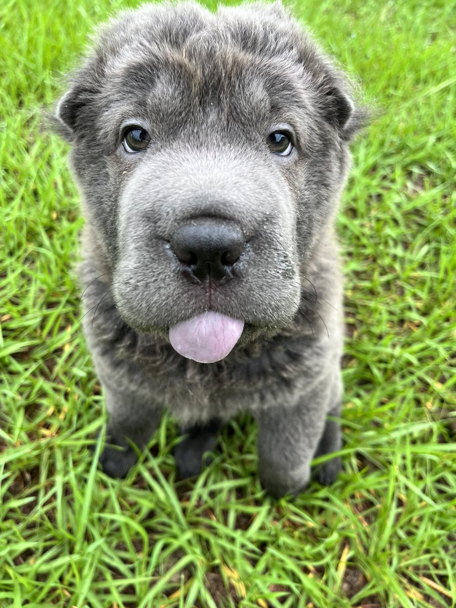 Need some serotonin? Meet my new puppy, Monty! #sharpei