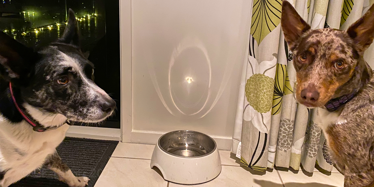 Somefing strange happeneds over the water bowl last night 😮 we fink maybe it was the aylyuns 👽 trying to communicates with us 🛸🐶𑅃᥅⳺꘏㉄፧?
#weareNOTalone #dogsoftwitter