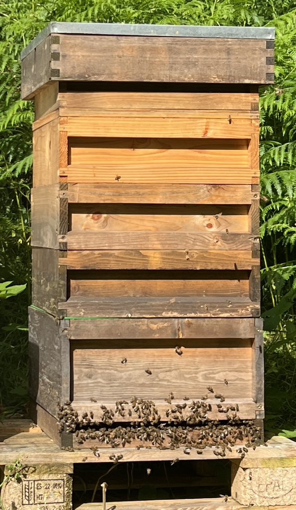 TylaGlasBees's tweet photo. Good news for all of you that have been asking for our honey over the last few weeks, the nectar has really started to flow in now. These are our two most productive hives so far and you can see the supers (honey boxes) are starting to add up on top. https://t.co/SMT1i4CUUC