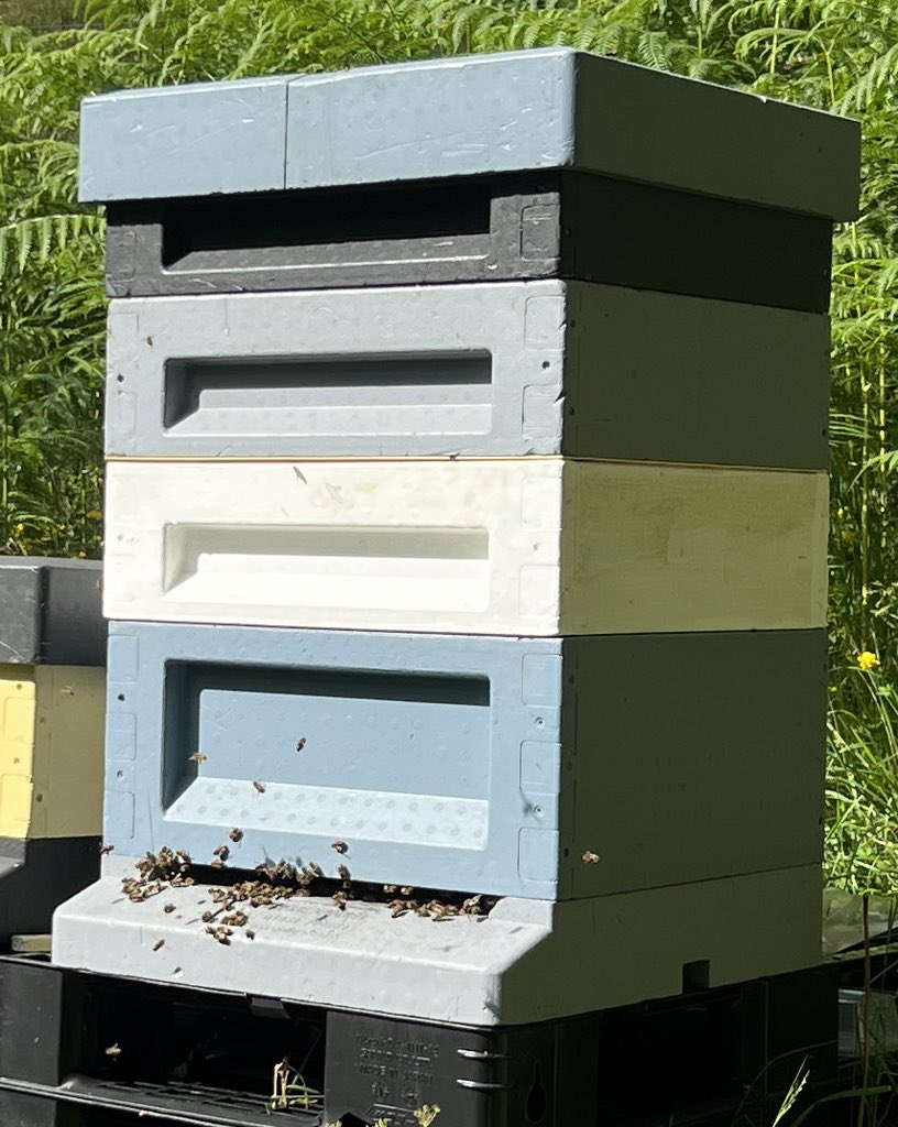 Good news for all of you that have been asking for our honey over the last few weeks, the nectar has really started to flow in now. These are our two most productive hives so far and you can see the supers (honey boxes) are starting to add up on top.