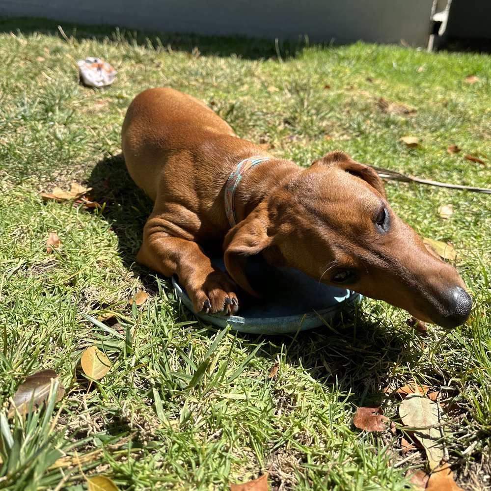 dragonblogger's tweet photo. Heinz is my first and only mini Dachshund, I am always still surprised at how long his nose keeps growing compared to my flat face Boston Terriers #minidachshund #minidoxxie #petsofdragonbloggers https://t.co/Dv7vfvLhcf