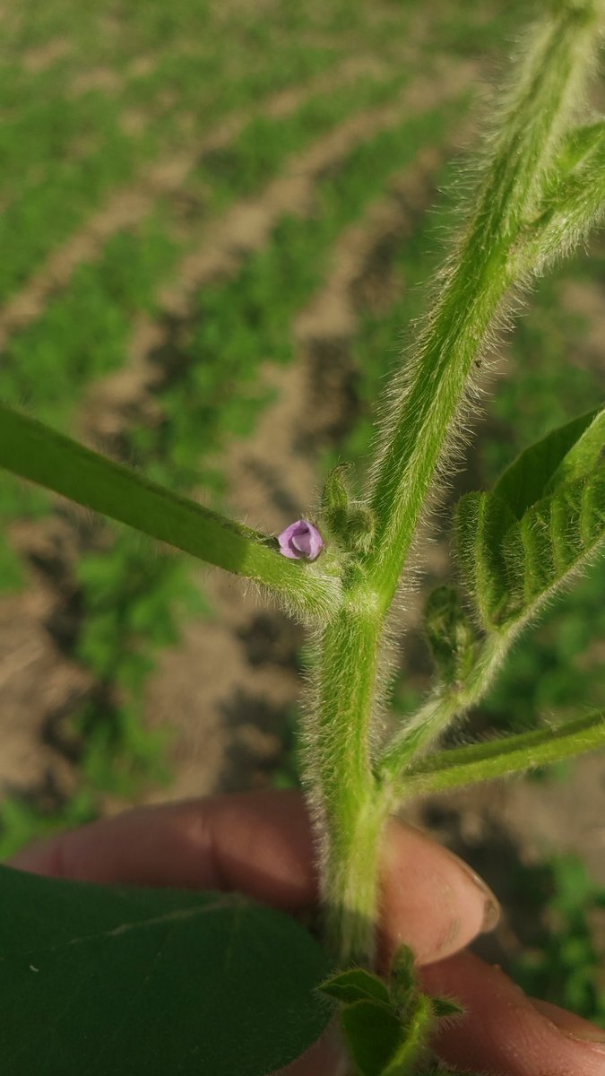 crop_dr's tweet image. They r here!!!  #Soys #Soys2023